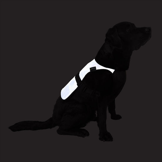 Fully Reflective Explorer Dog Vest — night mode