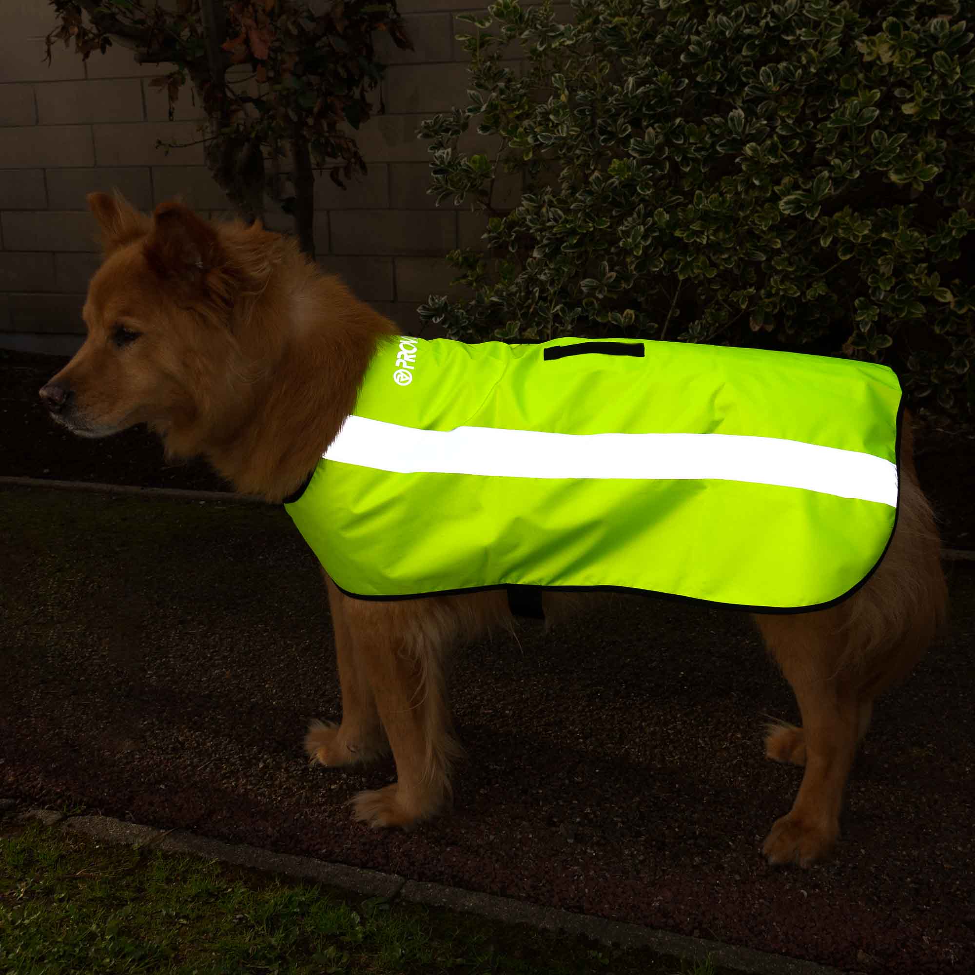 Hi vis outlet waterproof dog coat