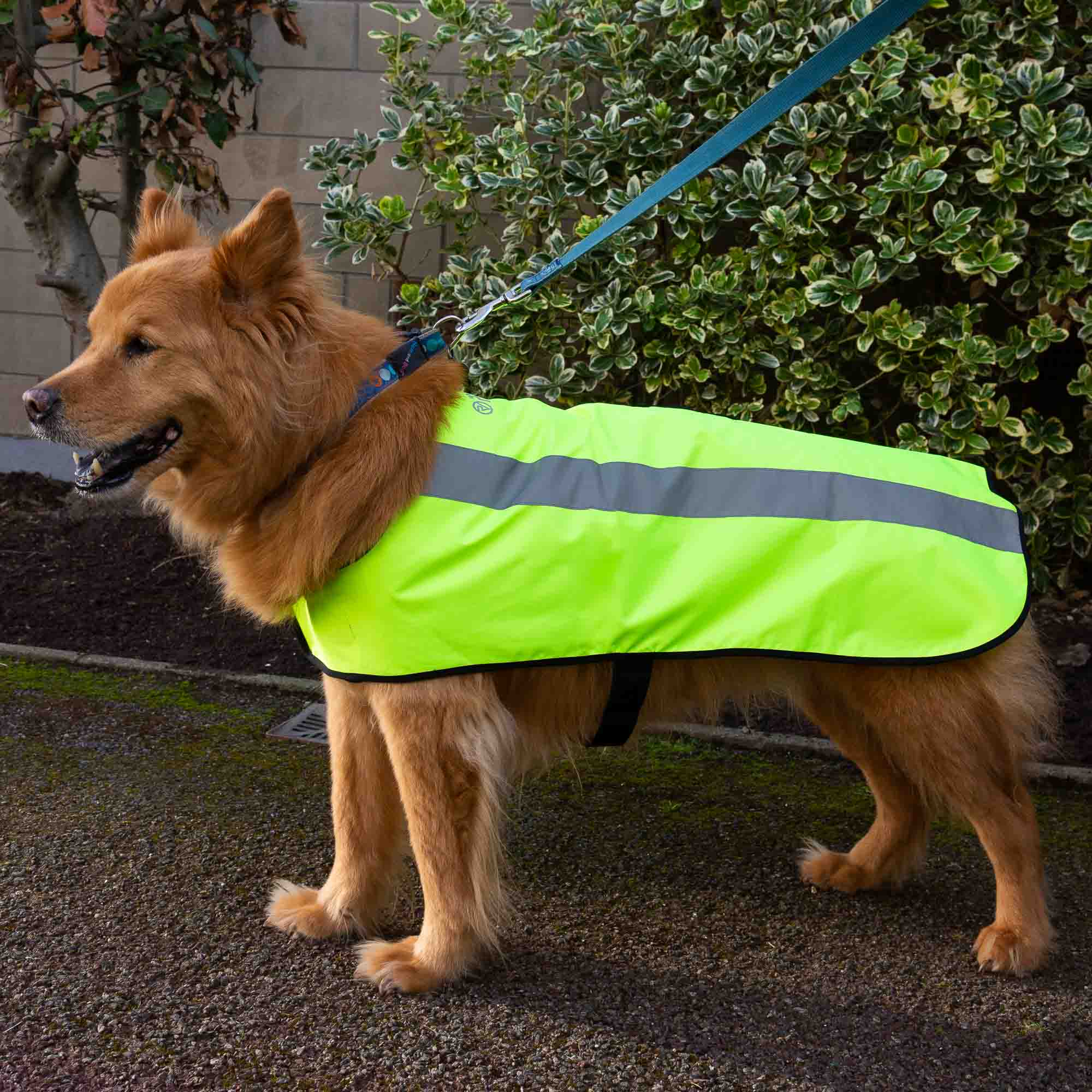 Hi viz sale dog coat