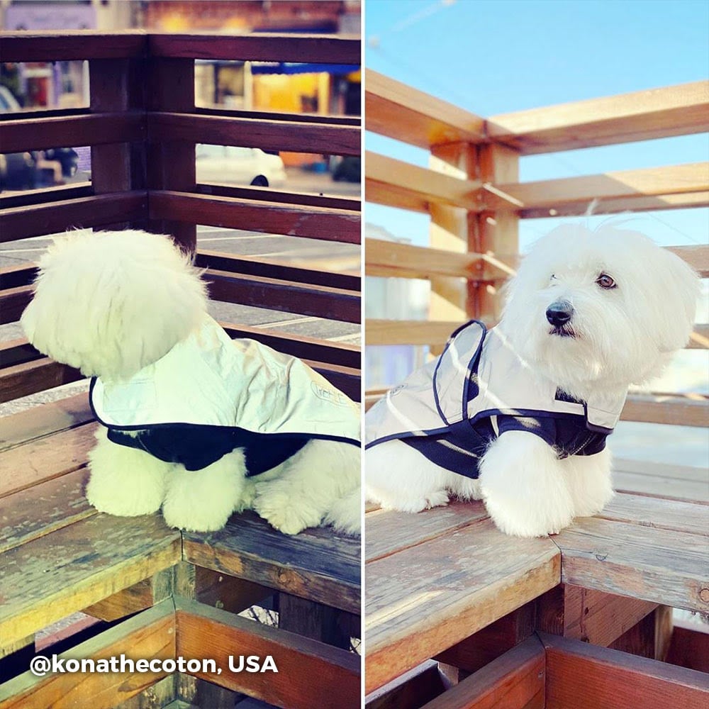lifestyle Reflective Waterproof Dog Coat showing small dog