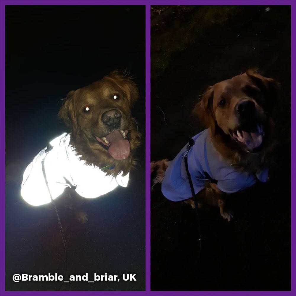 lifestyle Reflective Waterproof Dog Coat showing reflective on and off
