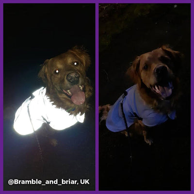 lifestyle Reflective Waterproof Dog Coat showing reflective on and off